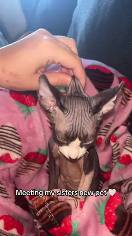 Skippy is actually really cute 🥹 #sphinxcat #fyp #skin #nakedcat #hairlesscat 