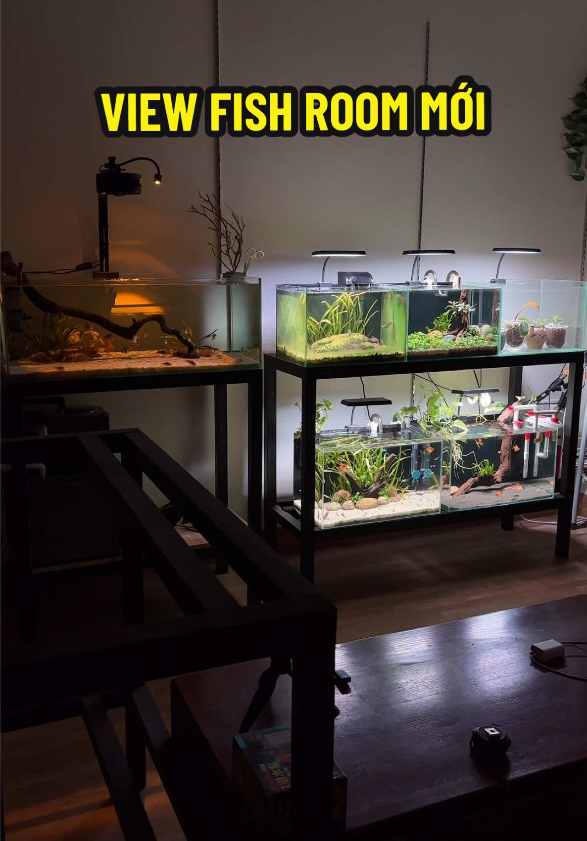 Thay kệ bể cá mới cho những bể cá nhỏ được chăm sóc tốt hơn ❤️🐟 #nacmeca #fishaquarium #cácảnh #thuỷsinh #biotop 