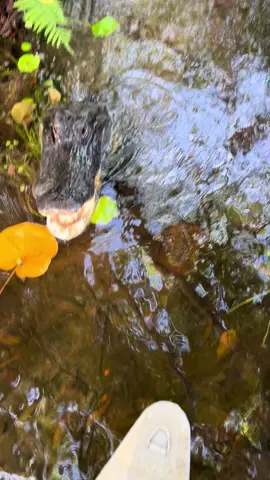 Some of have wondered where Chompers was, she’s still be a headache lol #alligator #fyp #Everglades #florida 