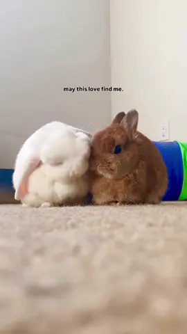 We can learn a lot from bonded bunnies 🥹♥️ Don’t settle until you find your Blanco or Bollo! #bunny #rabbit #soulmates #rabbitsoftiktok #adorable 