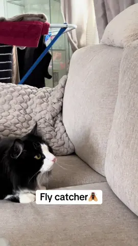 Master of catching flies 🪰#cat #fyp #catlover #viral #for 
