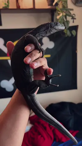 Juvenile Black Dragon  #reptiles #PetsOfTikTok #lizards #animals #komododragon 