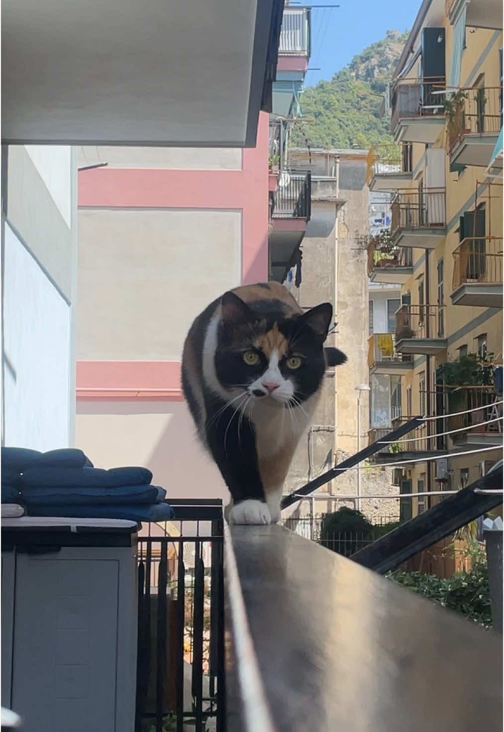 Una versione alternativa 😹#motomoto #cat #funny #madagascar #film #perte #fy #neiperte #meme #gatto #animalsoftiktok #animalidivertenti #italy #italia 