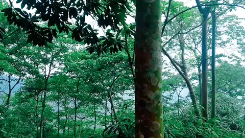 Yog Tsis Muaj Koj Lawm Es kuv yuav ua cas nrog luag ua neej nyob os thov koj sawv rov qab los 