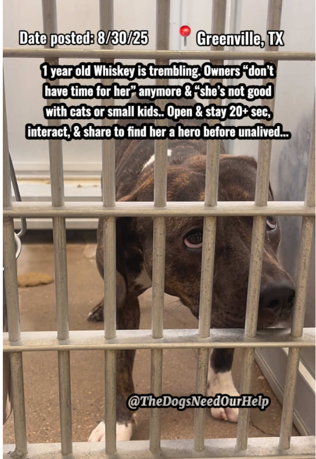 💔1 year old Whiskey is trembling.. owners don’t have time for her anymore” & said she’s “not good with cats or little kids.” She is on borrowed time.💔 1 year old Whiskey was given up for not having enough time anymore & not getting along with cats or little kids. She’s heartbroken & terrified, she’s shaking uncontrollably.😔 She is very calm & shy, but once comfortable, can be full of energy! She is very food motivated. She is so young and deserves a chance. She is at risk anytime for space or if she gets sick in there, as soon as 9/2 am. Shelter does not have a vet or meds to treat. The shelter doesn’t give any warnings or deadlines. ⚠️DISCLAIMER: I AM A VOLUNTEER. PLEASE DO NOT HARASS OR THREATEN SHELTER AS THEY AREN’T TO BLAME. YOU WILL ONLY MAKE IT HARDER TO HELP THE DOGS!⚠️ 🙏🏼Need adopter to go in person or local foster & reputable rescue in DFW / East TX! Shelter doesn’t have a foster program. Supplies provided & expenses are covered by rescues typically. Rescues need funds (pledges) & local fosters to save. Kennel 14, Whiskey, ID 251293 Unaltered female, Labrador Retriever/Pittie mix 1 year old, 42 lbs, HW unknown Owner surrender 8/15/25 If you want to adopt out of state (PNW/MW/NE —will need rescue & local temp foster for 3-4 weeks for that to happen) or if you can foster for a rescue in DFW until adoption, please message @TheDogsNeedOurHelp & I’ll connect you with a rescue. Adoption costs more than shelter fee if out of state & can’t go in person. ONLY if able to adopt in person or tag by rescue (approved to tag), contact shelter directly at: Greenville Animal Control Shelter 5800 Joe Ramsey Blvd Greenville, TX Open: Mon-Sun 9am-5pm animalcontrol@ci.greenville.tx.us Shelter adoption fee is $95, which includes mandatory spay, rabies vax, & microchip. Also, a $20 non-refundable S/N deposit is required. Dogs get 1 round of bordetella & DAPPv upon intake. Dogs are not seen by a vet as shelter does not have one. Will need to be seen soon after adoption. #greenville #texas #dfw #adoptdontshop #fosteringsaveslives 