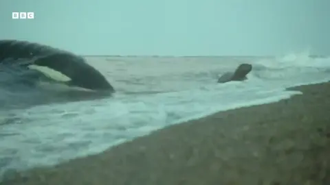 cachalote wins#cachalote#orca#oceano#edit