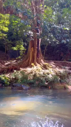 Thiên nhiên tươi đẹp #flowers #thiennhien #canhdep #scenery #fyp 