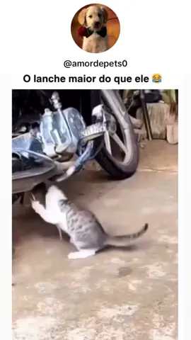 Compilados de animais engraçados que vão te arrancar um sorriso #cachorrosengraçados #animaisengraçados #gatosengraçados 