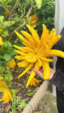 #manodebudha #budhahand #citrus #citrico#huerto@manuelhernandez104 
