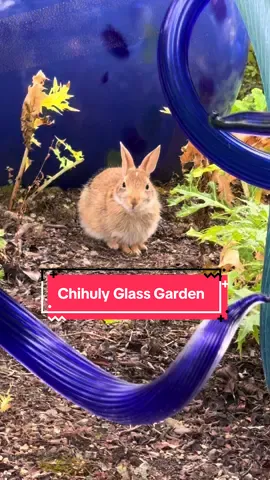 Seattle fairlyland 🤗✨🧚 #cutebunny #chihulyglass #seattletiktok #bigstretch 