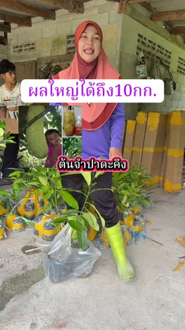 #ต้นจำปาดะคิง 