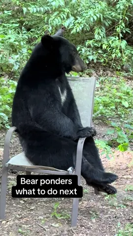 Bear sitting on a chair is pondering what to do next! #bear #wildlife #animal #cute #furry 