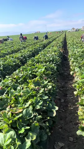 Trabajo #fresas #campo 