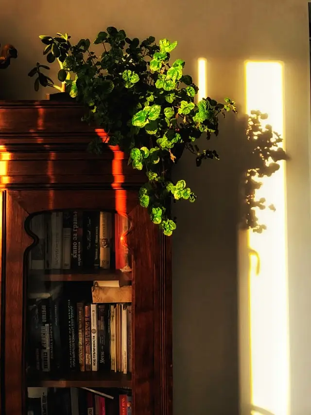 #library #librarian #librarylife #books #BookTok #buku #novel #story #sastra #motivation #literasi #salamliterasi #filsafat #reading #weekend #soft #sunlight #sunrise #shadow #therapy #relaxing #rest #vibes #peace #Love #silent #aesthetic #vintage #cat #catsoftiktok #catlover #behindthescenes #fyp #foryou #foryoupage #katakata #cinematography #photography #landscape #edit #lightroom #snapseed #picsart #caro #LD #kolase #panorama 