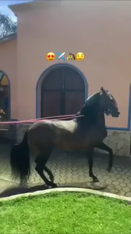 Quien dijo que los caballos no bailan #fypシ゚viral #parati #viralvideo #viral #paratiiiiiiiiiiiiiiiiiiiiiiiiiiiiiii #paratodoelmundo #paratii #caballos #caballosdepaso #cabalgata 