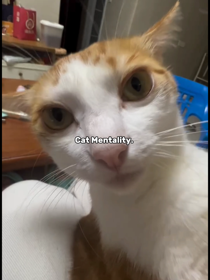 #Meme #MemeCut #CapCut #fyp #foryoupage 