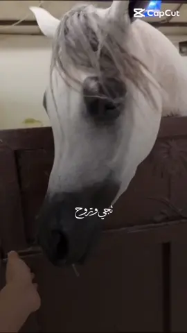 🌹 Grey Princess of EQSAR 🌹 من صهيل الأب ع ج فواز ومن عراقة الأم أملودة حطين وُلدت حفيدة Gazal Al Shaqab & WH Justice … لتروي حكاية عشقٍ خالد مع الخيل العربية  #A#ArabianHorseG#GazalAlShaqabW#WHJusticeS#StudLifeArabianElegance