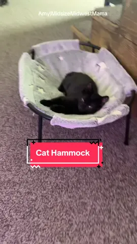 My boys love this little hammock so much! #cat #catsoftiktok #cattoys #catlover #tiktokshopcreatorpicks 