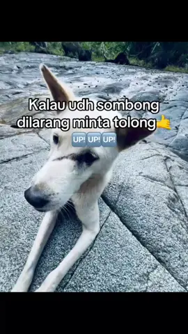 #katakatastorywa_ #katakata #dilarangmintatolong #jangan sombong selagi di atas #tiktokindia #dilarangmintatolong #likeeeee #moots? #follow #fyppp 