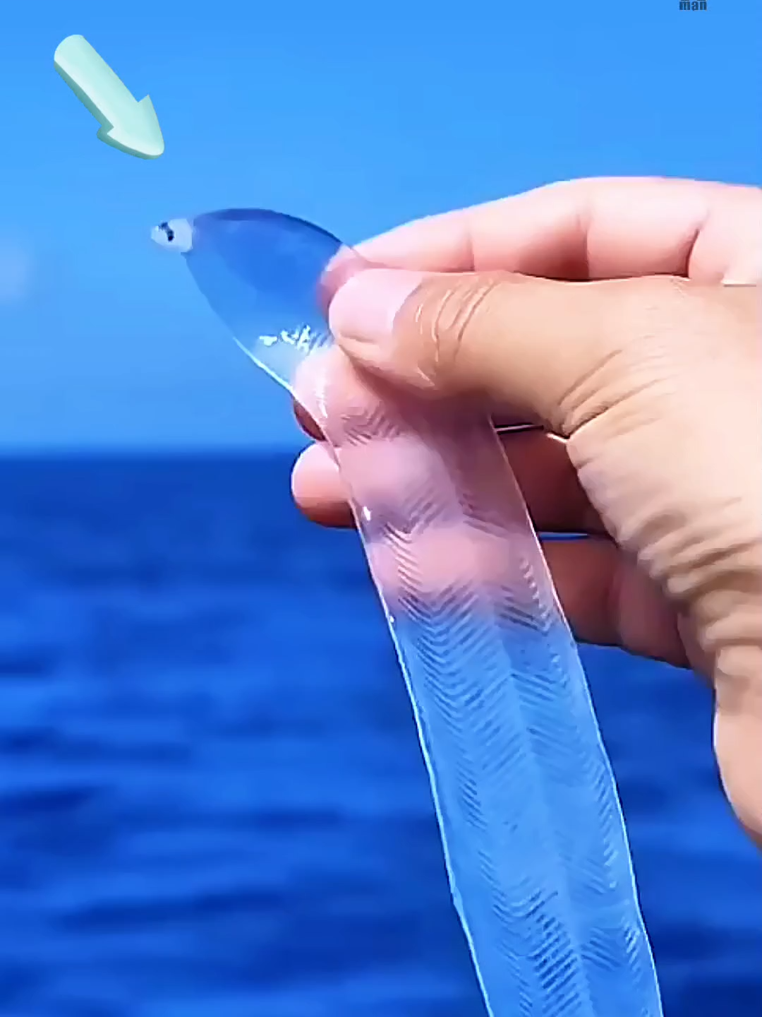 سمكة زجاجية مخلوق غريب كأنها من عالم آخر 🐟😧