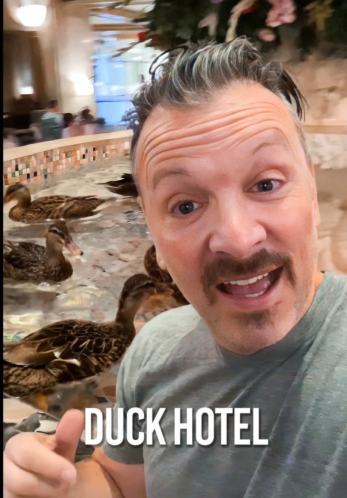 The lobby ducks at the Peabody Memphis started as a tipsy prank in 1933 and became one of the world’s most charming traditions. After returning from a hunter’s weekend, a bit inebriated, General Manager Frank Schutt and a friend released three live English call ducks into the lobby fountain, and guests fell in love instantly. Soon, five North American mallards replaced them, and by 1940, a circus-trained bellman, Edward Pembroke, taught them to waddle down a red carpet twice daily in what became the iconic Peabody Duck March. Today, these five mallards march from their heated rooftop ‘Duck Palace’, with its own fountain, grassy yard, and model of the hotel, into the lobby at 11 am, lounge in the fountain until 5 pm, and then head back home. Their gig lasts just three months before they return to the wild, keeping this quacktacular tradition fresh and wild. #PeabodyDucks #PeabodyHotel #PeabodyMemphis #DuckMarch #MemphisHistory #Memphis #MemphisTravel #HistoricHotels #BucketListTravel