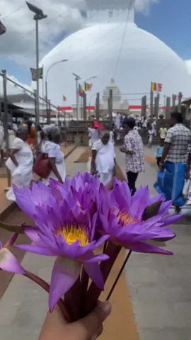 අපේ ශ්‍රී ලංකාවේ අභිමානය ✨🙏🤍 අති පූජනීය රුවන්වැලි මහා සෑය – The Sacred Stupa, a timeless symbol of faith & devotion 🪔🇱🇰 #Ruwanwelisaya #SacredStupa #SriLankaHeritage #Buddhism #Anuradhapura