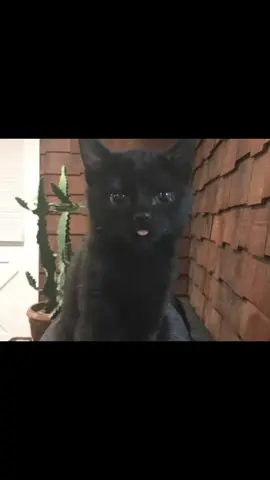 black cat #cat #ilovecats #fyp #viral #foryou 