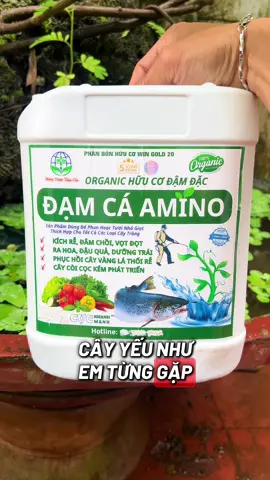 Đạm cá hưu cơ amino bổ xung dinh dưỡng cho cây cà phê mới trồng giúp cây đi đọt xanh lá rễ phát triển #damca #vattunongnghiep #nongdan #taynguyen #caphe 