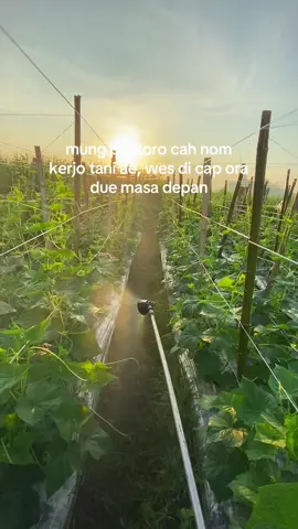 #petanimuda #petanisayur #petaniindonesia🇮🇩🇮🇩🇮🇩🌿🌿 