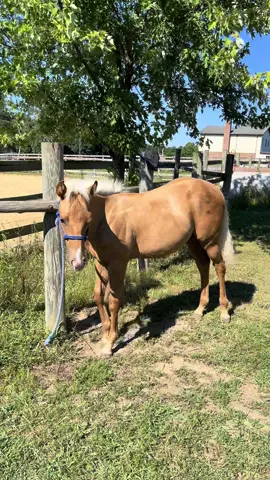 My sweet boy🥰 I am a full believer in working with your foals since day one! It will set them up for a successful future, not just under saddle but in life as well as the people working around them! Obviously if you are not experienced or have help when working with young horses you should not have them! #fyp #foryou #foryoupage #horsesoftiktok #reining 
