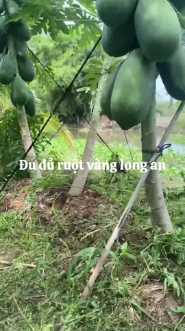 Vườn đu đủ miền Tây. Cây giống và hạt giống bên em ##xuhuongtiktok 