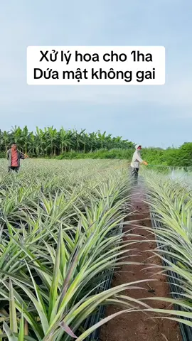 Xử lý ra hoa cho dứa mật không gai #duamatmd2 #duamat #duamatkhonggai #caygiongviet 