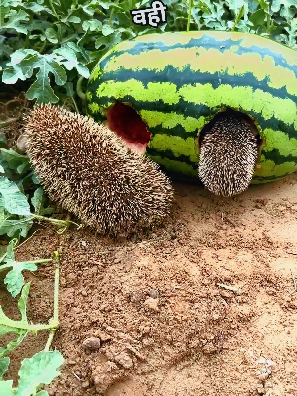 hachhock eating watermelon in garden #followers78k #universeadventure8 #followers78k 