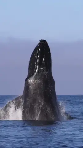#whale #ocean 