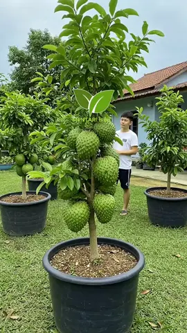 bibit sirsak madu jumbo manis bibitnya cek keranjang kuning gais stok terbatas👆 #bibitsirsak #sirsak #sirsakmadujumbo #sirsakfrozen #sirsakmadu 