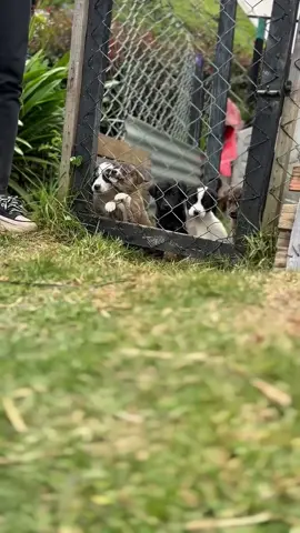 🤣¿Quién dijo que los rescataditos no se divierten? Hoy les traemos un video diferente, lleno de ternura y diversión, nuestros 6 bebés hermanitos🐶 aún están en búsqueda de un hogar amoroso para toda la vida.🏡💜 ¡Anímate a cambiarles la vida!😍 #adopción #rescatamebogota #adopta #cachorros #adopcionlamejoropcion 