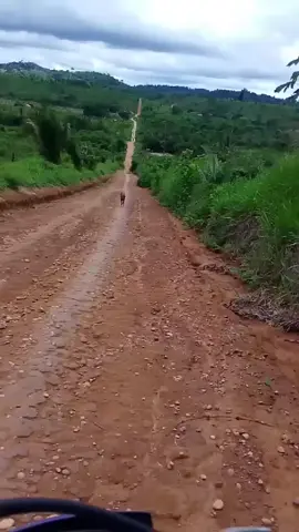 mateiro passou do lado da moto 🛵