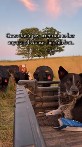 wouldn’t hurt a fly… until the cows get near her side by side😂 #blueheeler #cattledog #heeler #farmlife 