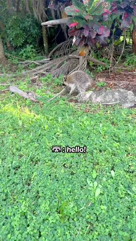 Beware of the Rabid Raccoon.🦝💀#fyp #foryou #funny #raccoon #funnyvideo 