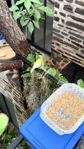 #aviary #canary #botanicalcollection #conservatory #budgie 