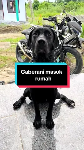 Pagi2 sdh kabur untuk berenang, alhasil gaberani masuk rumah karna basah, dan yaaa pasti kenak omel karna ini bukan jam untuk blackwin berenang, btw blackwin slalu berenang itu sore ya best #pitbullmixgolden 