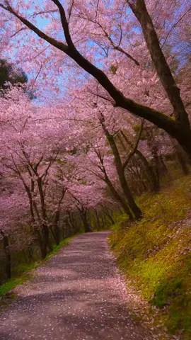 Pink Forest #fyp #nature #peace #beauty #relaxing 