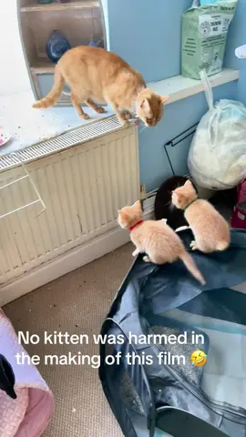 Kitten’s failed jump #Cat #kitty #fyp #catlover #catsoftiktok 