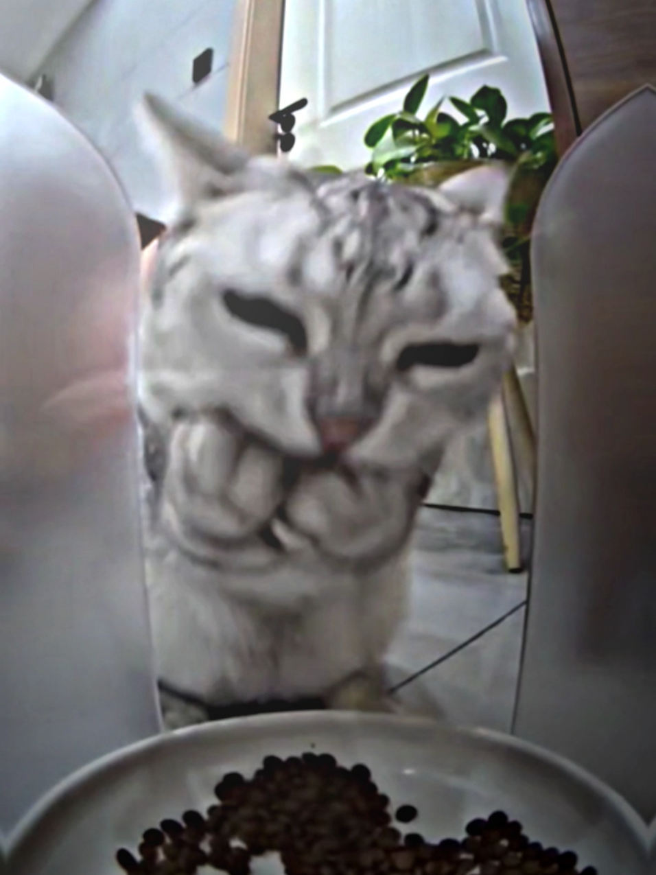 hungry😹 #cat #viraltiktok #catlover #catsoftiktok #catsoftiktok 