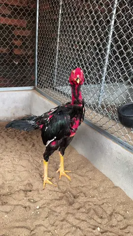 Mm trồng độ 2 con có phim#?gachoivietnam❤️❤️❤️ #?gachoivietnam🐓🐓🐓 #?gachoii❤️❤️ #gadonvietnam 