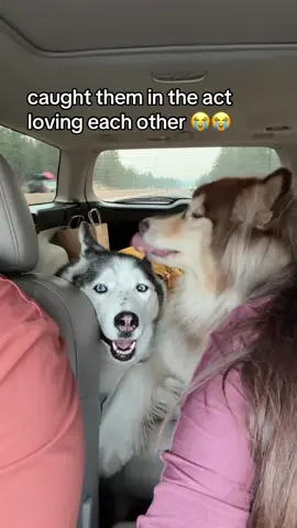 i cried 😭 #husky #malamute 