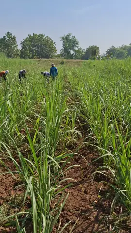 65 HST atau 2 bulan 5 hari bacar/gacar/tambah tanah 1 #petanimuda #tebu #petanitebu #agriculture #madiun24jam 