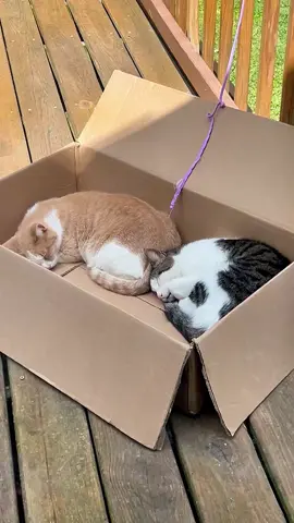 Came outside and saw these two cuddling together 📦 🐾 🥰 so sweet #cats #cuteanimals #cuteanimalsoftiktok 