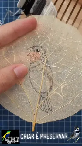 #passarinheiros #coleirofibra #papacapim ##todos 