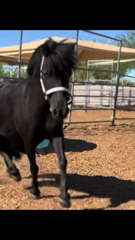 The sass was unmatched today 😆 #mini #horses #fyp #equestrian @Lauren Paysnoe Byrne 
